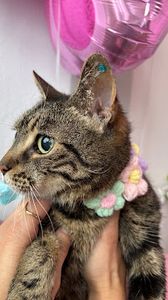 Pet Glam Spa photo 23