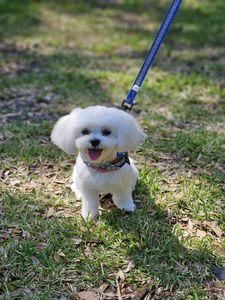 The Paw Spa Tampa photo 2