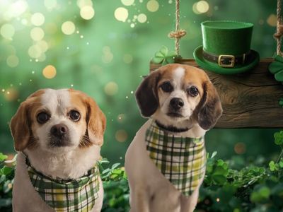 The Paw Spa Tampa photo 3