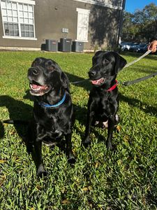 The Paw Spa Tampa photo 4