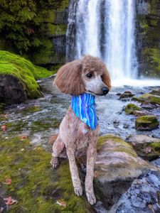 The Paw Spa Tampa photo 6