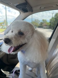 The Paw Spa Tampa photo 7