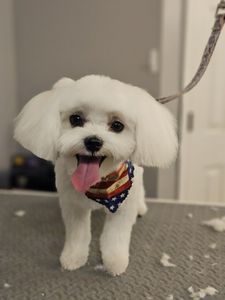 The Paw Spa Tampa photo 8