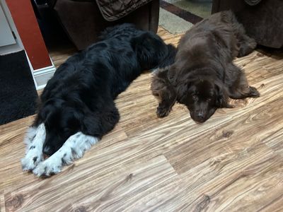 The Paw Spa Tampa photo 9