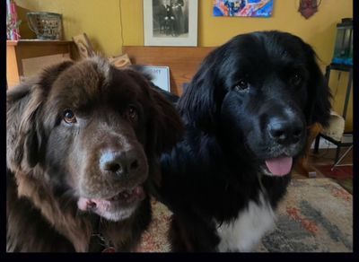 The Paw Spa Tampa photo 10