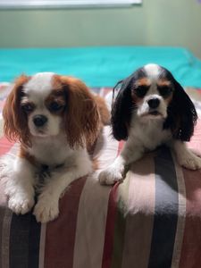 The Paw Spa Tampa photo 11