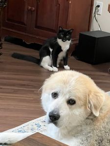 The Paw Spa Tampa photo 12