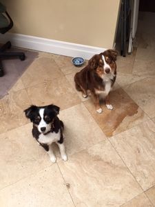 The Paw Spa Tampa photo 13