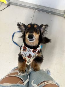 The Paw Spa Tampa photo 15