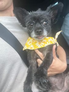 The Paw Spa Tampa photo 16