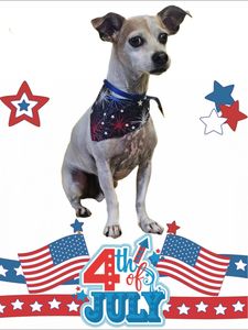 The Paw Spa Tampa photo 17