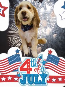 The Paw Spa Tampa photo 18