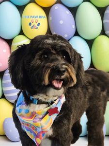 The Paw Spa Tampa photo 20