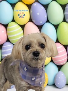 The Paw Spa Tampa photo 21