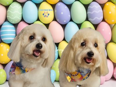 The Paw Spa Tampa photo 22