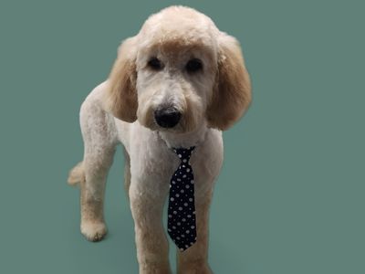 Furry Land Mobile Grooming Tampa