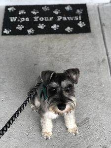 Fancy That Dog Grooming photo 6