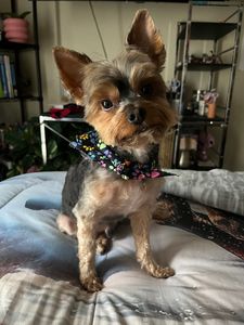 Fancy That Dog Grooming photo 2