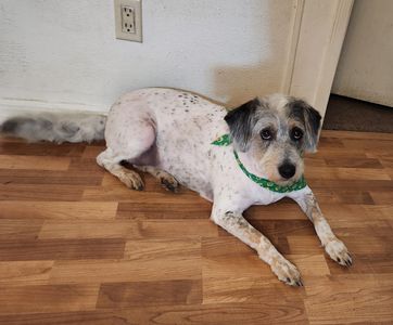 Fancy That Dog Grooming photo 3