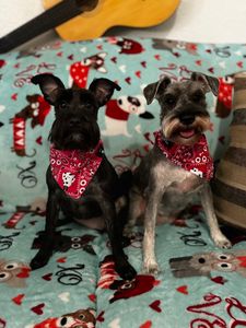 Fancy That Dog Grooming photo 7