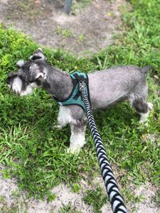 Fancy That Dog Grooming photo 9