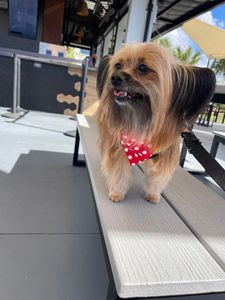 Fancy That Dog Grooming photo 10