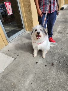 Fancy That Dog Grooming photo 11