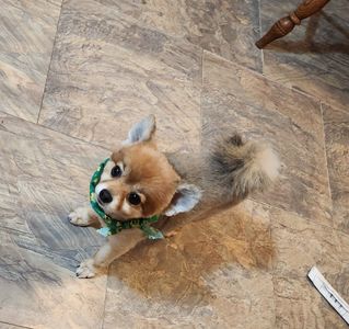 Fancy That Dog Grooming photo 12