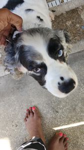 Fancy That Dog Grooming photo 13