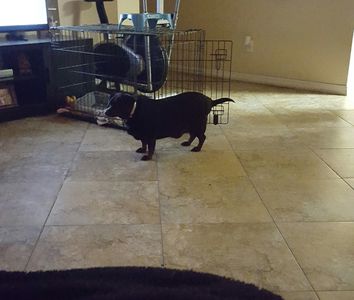 Fancy That Dog Grooming photo 14