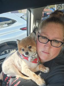 Fancy That Dog Grooming photo 15