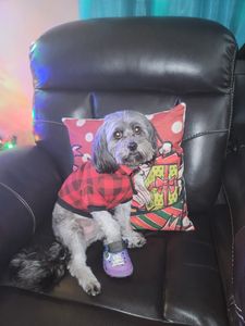 Fancy That Dog Grooming photo 16