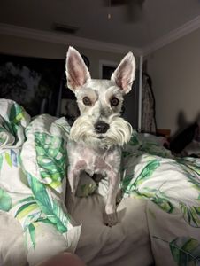 Fancy That Dog Grooming photo 17