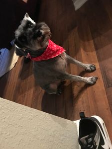 Fancy That Dog Grooming photo 18