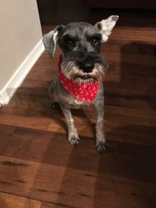 Fancy That Dog Grooming photo 19