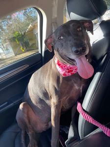 Petsville Citrus Park