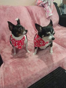 Nupaws B&B Grooming photo 5