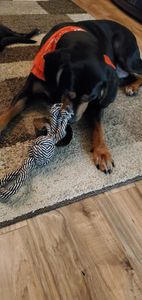 Nupaws B&B Grooming photo 4