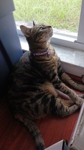 Pet Supplies Plus Tampa photo 11