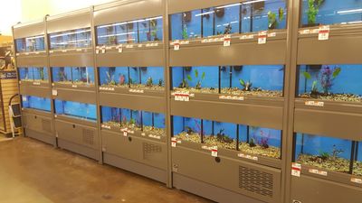 Pet Supplies Plus Tampa photo 7