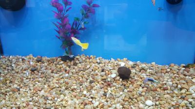 Pet Supplies Plus Tampa photo 9