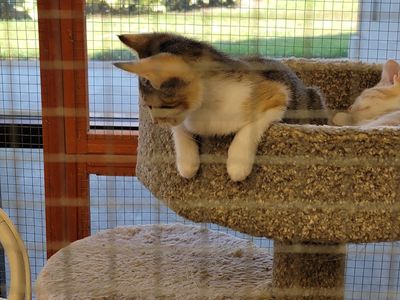 Pet Supplies Plus Tampa photo 13