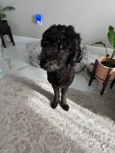 Pet Supplies Plus Tampa photo 15