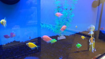 Pet Supplies Plus Tampa photo 16