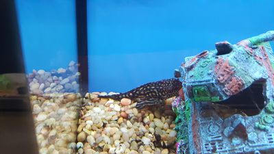 Pet Supplies Plus Tampa photo 24