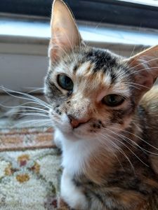 Pet Supplies Plus Tampa photo 25