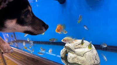 Pet Supplies Plus Tampa photo 29