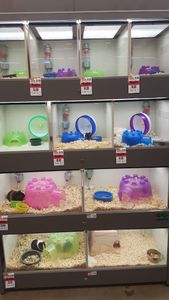 Pet Supplies Plus Tampa photo 31