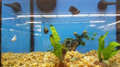 Pet Supplies Plus Tampa photo 38