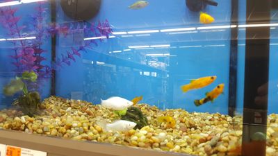 Pet Supplies Plus Tampa photo 44